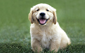 Animals, Dogs HD wallpaper