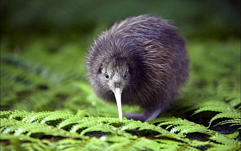 Animals, Kiwi, Bird, Fern HD wallpaper