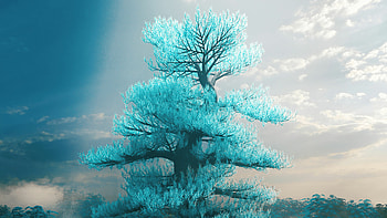 Tree in , Nature's wonders, Captivating scenery, Tranquil beauty HD wallpaper