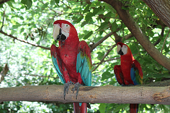 Macaw, nature, bird, red HD wallpaper