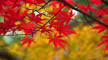 Fall Pumpkin and Screensavers HD wallpaper