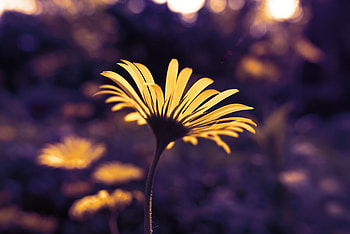 Leopards Bane , flowers, nature HD wallpaper