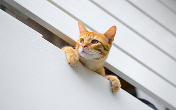 Cat on Balcony, cat, balcony, ginger, house HD wallpaper