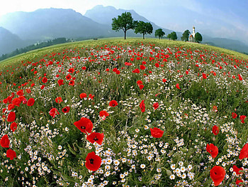 Flowers, field, trees, sky, nature HD wallpaper