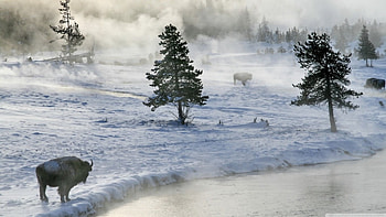 Bison in winter, winter, , wild, mist, fog, bison, snow, animals, , wilderness, mountains, scene, landscape, North America, lake, wildlife, pine, nature, forest HD wallpaper