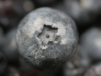 Macro, Form, Grey, Berry, Focus, Star HD wallpaper