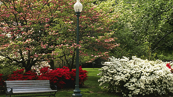 Spring in Central Park, bench, white, central park, red, trees, new york, flowers, spring HD wallpaper
