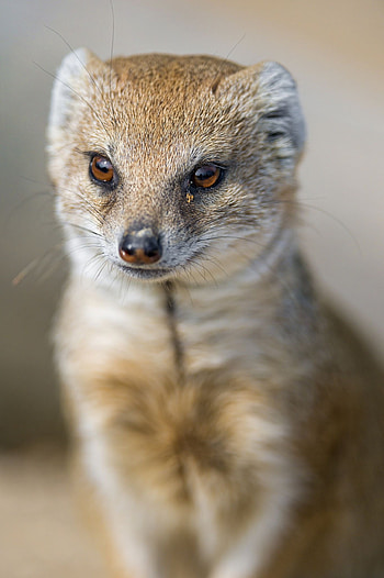 Mongoose, Portrait graphy, Adorable baby animal, Lasting impression HD phone wallpaper
