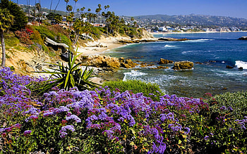 BEACH BLOSSOMS, flowers, coast, hill, beach HD wallpaper