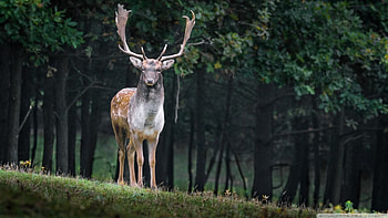 Stag, Grow and shed new antlers each year, Family Cervide, Adult male deer, Ruminant mammals HD wallpaper