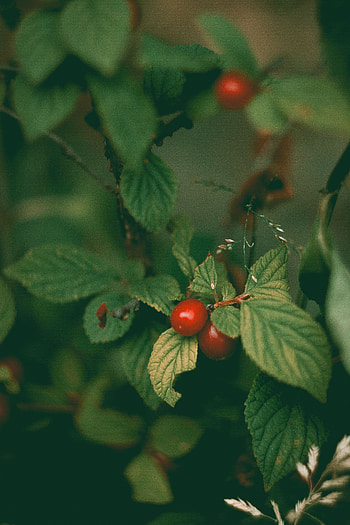 Cherry, Leaves, Berries, Bush, Macro, Felted Cherry, Cherry Blossom, Chinese Cherry HD phone wallpaper