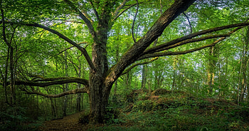 Mossy Tree in Bavarian Forest, Trees, Nature, Forests, Germany, Moss HD wallpaper