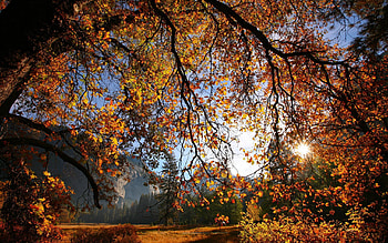 Nature, Autumn, Leaves, Sun, Gold, Lumen, Wood, Tree, Branch, Opening HD wallpaper