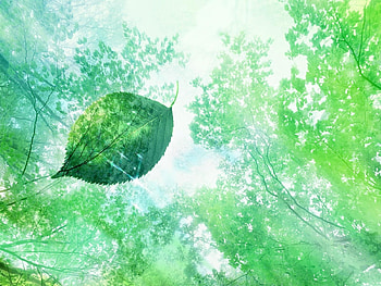 Plants, Art, Leaves HD wallpaper