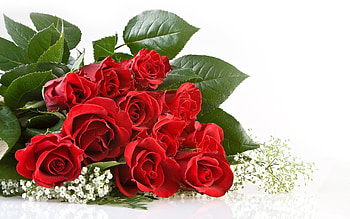 Plants, Flowers, Roses HD wallpaper