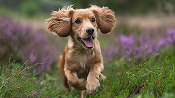 Cute pets, , , 1920 x 1080 HD wallpaper