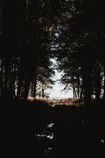 Nature, Trees, Autumn, Dark, Shine, Light, Forest, Branches, Shadows HD phone wallpaper