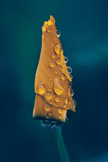 Yellow tulip, close, up drops HD phone wallpaper