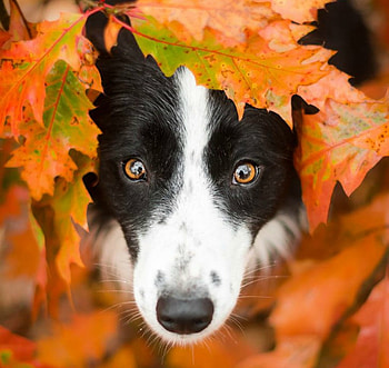 Between autumn leaves, dog, animal, white, black, eyes, cute, orange, border collie, terkaloty, autumn, leaf, toamna, caine HD wallpaper