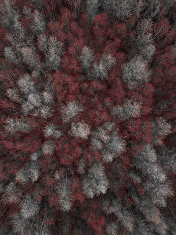 Nature, Trees, View From Above, Forest HD phone wallpaper