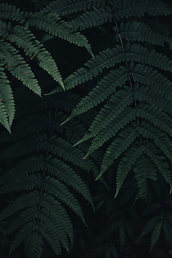 Leaves, Plant, Macro, Dark, Fern HD phone wallpaper