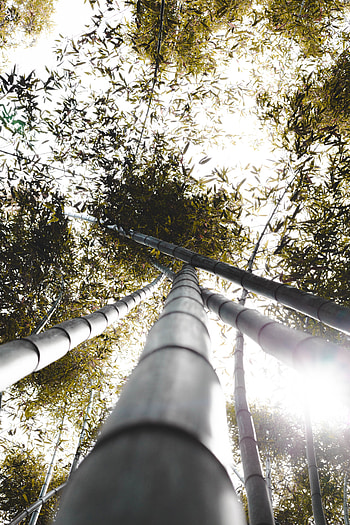 Plants, Nature, Leaves, Bamboo, Trunks, Sunlight HD phone wallpaper