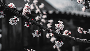 Dark Cherry Blossom HD wallpaper