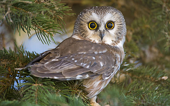 Animals, Owl, Bird, Eyes, Predator, Astonishment, Surprise HD wallpaper