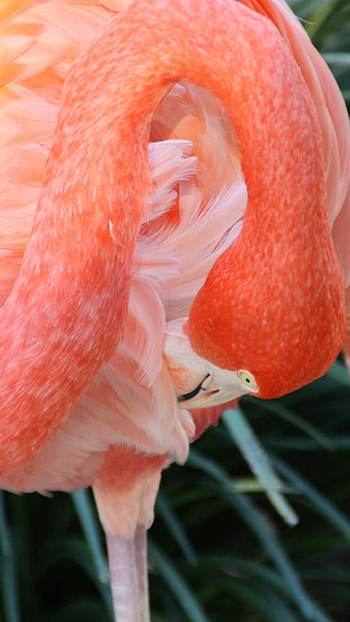 Flamingo , , , Red plumage HD phone wallpaper