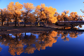 Nature Waters Autumn Trees Reflection In Water, autumn, nature, reflection, trees HD wallpaper