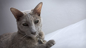 Animals, Cat, Sight, Opinion, Cool, Nose HD wallpaper