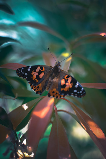 Animals, Plant, Pattern, Butterfly, Wings HD phone wallpaper