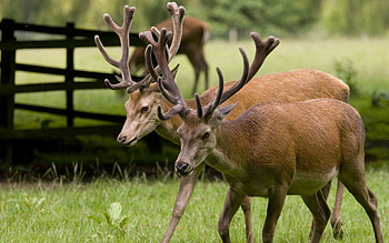 Animals, Grass, Deers, Couple, Pair, Stroll, Horns HD wallpaper