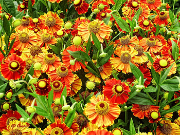 Plants, Flowers, Background HD wallpaper