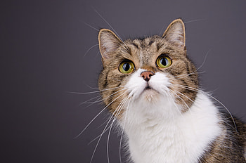 Animals, Cat, Muzzle, Spotted, Spotty, Sight, Opinion HD wallpaper