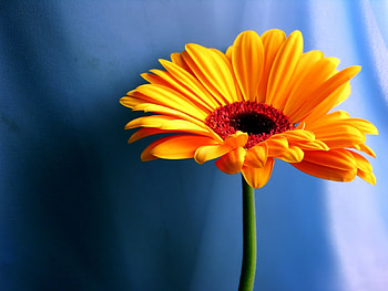 Plants, Flowers HD wallpaper
