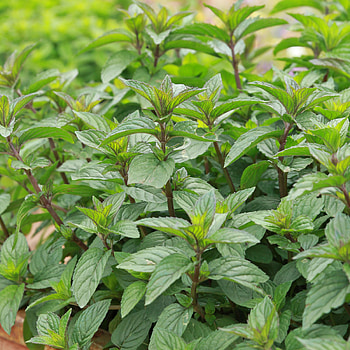 Planting peppermint, Herb cultivation, Garden care, Aromatic plant HD phone wallpaper