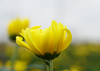 Yellow flower, summer, blur HD wallpaper