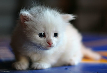 KITTEN WITH PINK EARS, cuddly, adorable, kitty HD wallpaper
