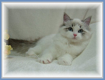 kitty with pearls, cats, pearls, kitty, animals HD wallpaper