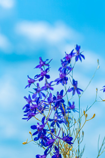 Flowers, Plant, Bloom, Flowering, Wild, Field Pickers, Sokirks Field HD phone wallpaper