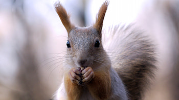 Cute, squirrel, mammal, animal HD wallpaper