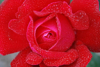 ROSE WITH WATER DROPLETS, FLOWER, ROSE, WATER HD wallpaper