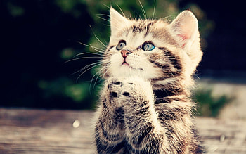 Cat, Playful and mischievous, Cute and cuddly, Pawsome personality HD wallpaper