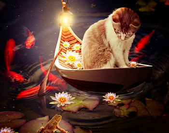 My friend, boat, animals, cute, cat, fish, pet, frog HD wallpaper