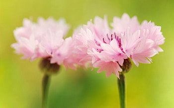 Pink, Flower, Macro, Bright HD wallpaper