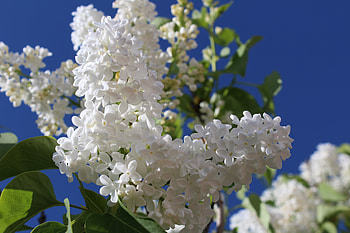 Blossom, pure white, flowers, spring HD wallpaper