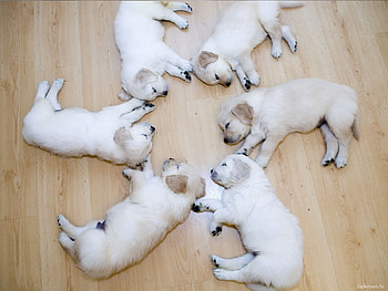 Animals, Dogs HD wallpaper
