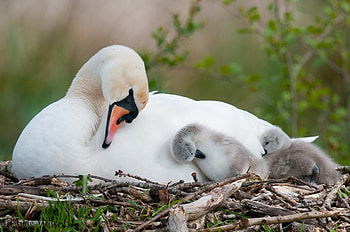 Animals, Bird, Young, Swan, Cubs, Nest HD wallpaper