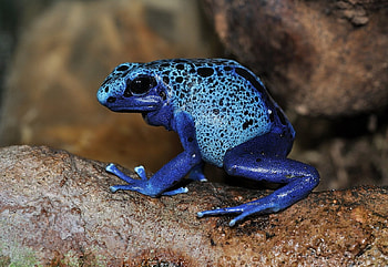 Poison Dart Frog, animal, poison, frog, dart HD wallpaper